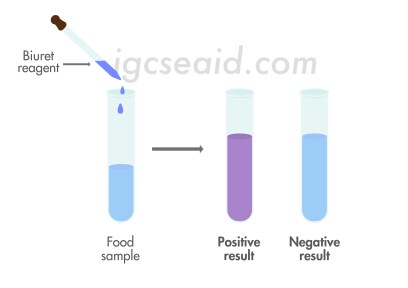 biuret's test