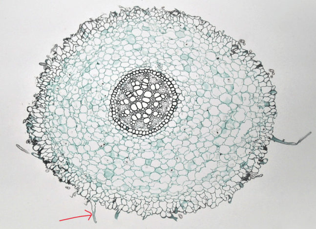 monocot root lillium root hair cell