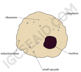 animal cell structure wm